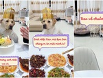Chú chó bỏ về chuồng vì sinh nhật mình mà không được ăn