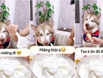 Chú chó xin ăn còn chê đồ thừa
