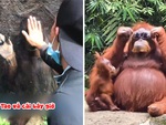 Những chú đười ươi hài hước