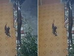 Chú chó mừng rỡ khi bạn trai của cô chủ đến nhà chơi