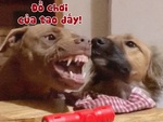 Chú chó hăm dọa đồng bọn để giành đồ chơi