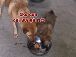 Chó mẹ bỏ đùi gà vào bát nhường cho con ăn