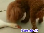 Chú vịt giả chết để lừa chó con
