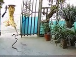 Người phụ nữ hoảng hồn khi thấy rắn bò trước cổng