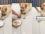 Chú chó giận dỗi vì sen ích kỷ