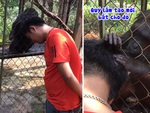 Chàng trai nhờ đười ươi bắt chấy