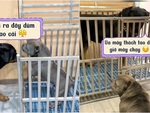 Chó mặt xệ đứng trong chuồng 'hổ báo' với đồng bọn