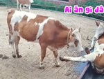 Chú bò ngơ ngác khi bị đồng loại húc ngã lên máng cỏ