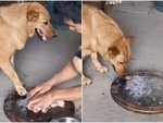 Chú chó dùng chân che miếng thịt, chờ sen ra chỗ khác liền lấy ăn