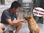 Chú chó từ chối ăn đồ rơi xuống đất