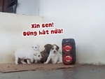 Đàn chó con hú hồn khi nghe sen hát