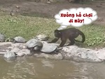 Đàn rùa khổ sở vì bị khỉ gây sự, đẩy xuống hồ