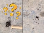 Kiến gọi cả đàn đến tha con ruồi về tổ khi bị 'bắt nạt'