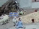 Cô gái đánh gà bị cừu húc ngã dập mông