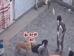 Chú chó hoảng hồn khi bị sen vấp vào người