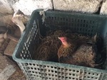 Gà mái đại chiến với rắn hổ mang để bảo vệ ổ trứng