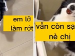 Chú chó thông minh trả đũa cô chủ khi bị cho ăn đồ dơ