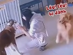 Chú chó khoái chí khi đồng bọn bị cô chủ đánh đòn