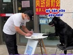 Chú chó bắt khách quét mã QR, ký tên mới cho vào quán