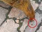 Gà mổ kiến bách phát bách trượt