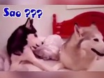 Husky ngơ ngác khi bạn đời giận vô cớ