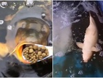 Video hài nhất tuần qua: Cá phơi bụng vì cô gái đút ăn cả túi cám