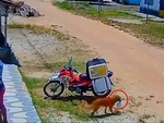 Shipper ngơ ngác vì chú chó lấy mất đồ không hay biết