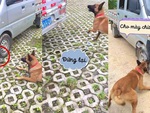 Chú chó trả đũa tài xế ô tô vì cán đổ bát cơm