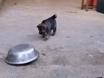 Chó con ham chơi chạy trối chết về nhà vẫn không kịp giờ ăn cơm