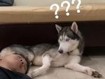 Husky tỉnh bơ khi sen nằm vật xuống nền nhà giả chết