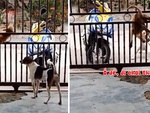 Chú chó chui qua khe cửa trốn đi chơi