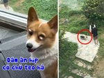 Chú chó lấy cây gậy cho sen đánh bạn trai hư