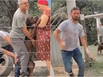 Bác sĩ thú y hú hồn khi tiêm cho pitbull bị rượt
