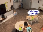 Chú chó báo động cho cậu chủ học bài khi phát hiện bố mẹ về