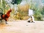Chú chó gáy theo gà trống