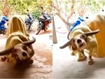 Múa lân phiên bản trâu