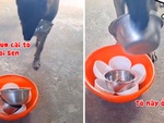 Chú chó thông minh đổi tô cũ lấy mới