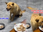 Chú chó lém lĩnh trả mẩu thức ăn bẩn cho chủ