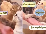 Chú mèo năn nỉ cô gái mua mình về nuôi