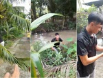 Chàng trai đu tàu dừa rớt xuống ao, ướt điện thoại