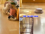 Chú chó hoảng hồn khi bị thau úp vào đầu