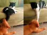 Chó bị mèo tát liên hoàn vì cắn đuôi