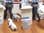 Chú chó bật nhảy như lò xo để xin ăn