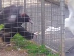 Cò bị đại bàng túm mỏ vì dám giành miếng thịt