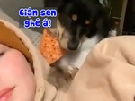 Chú chó hôn cô chủ nhưng bị từ chối nên liền tự ái