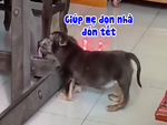 Chú chó giúp cô chủ lau dọn nhà đón Tết siêu đáng yêu