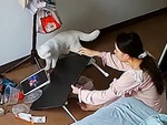 Cô chủ chán chẳng buồn nói khi mèo cưng làm mất bữa ăn