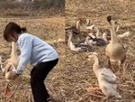 Chú ngỗng 'xây xẩm mặt mày' khi cô chủ cho chơi trò đu quay