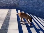 Chú chó chơi trò trượt ván điêu luyện