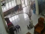 Mèo quậy phá làm vỡ lục bình sứ của gia chủ